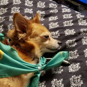 Meet your Posher, Crystal